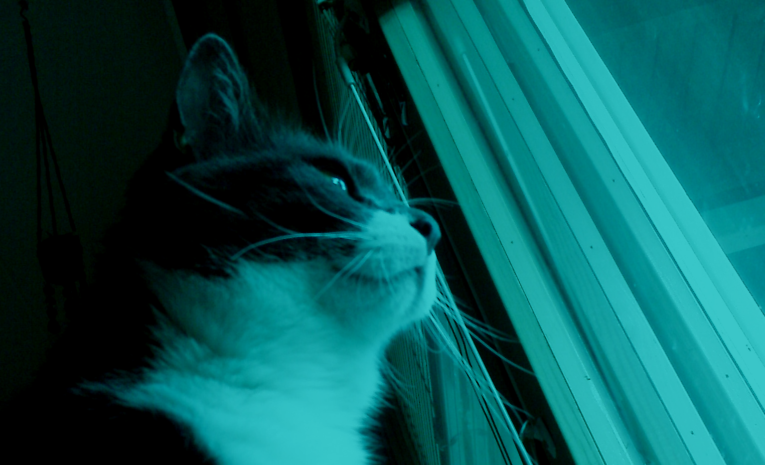 cat.01