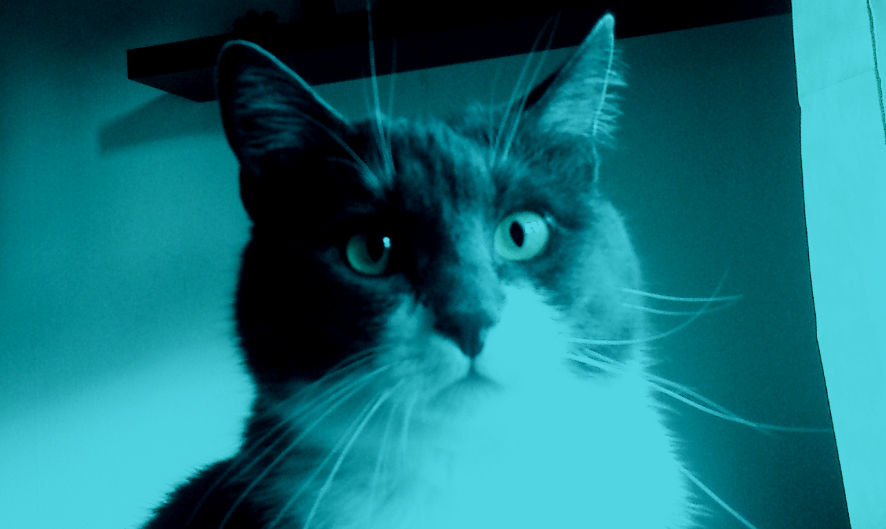 cat.02