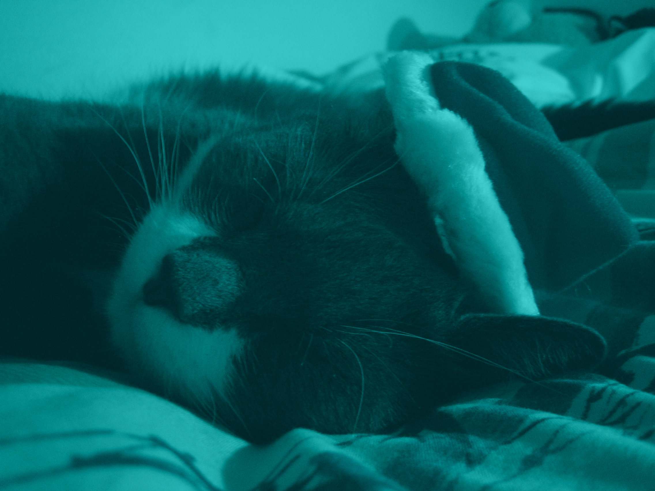 cat.03